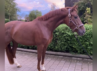 Oldenburg, Mare, 3 years, 16,1 hh, Chestnut