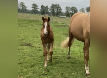 Oldenburg, Mare, 3 years, 16,1 hh, Chestnut-Red