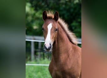 Oldenburg, Mare, 3 years, 16,1 hh, Chestnut-Red