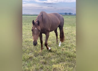 Oldenburg, Mare, 3 years, 16,1 hh, Chestnut-Red