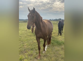 Oldenburg, Mare, 3 years, 16,1 hh, Chestnut-Red