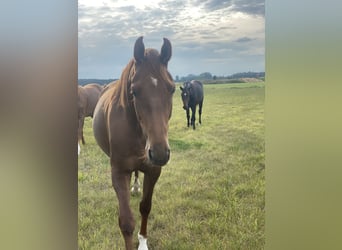 Oldenburg, Mare, 3 years, 16,1 hh, Chestnut-Red