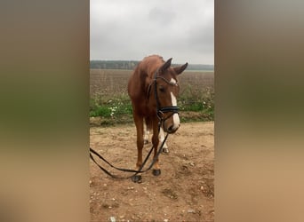 Oldenburg, Mare, 3 years, 16,1 hh, Chestnut-Red