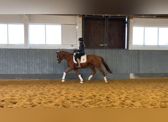 Oldenburg, Mare, 3 years, 16,1 hh, Chestnut-Red