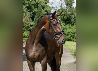 Oldenburg, Mare, 3 years, 16,2 hh, Bay-Dark