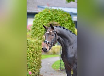 Oldenburg, Mare, 3 years, 16.2 hh, Bay-Dark