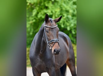 Oldenburg, Mare, 3 years, 16.2 hh, Bay-Dark