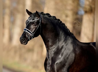 Oldenburg, Mare, 3 years, 16.2 hh, Black