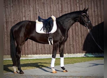 Oldenburg, Mare, 3 years, 16.2 hh, Black