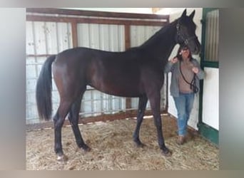 Oldenburg, Mare, 3 years, 16,2 hh, Black