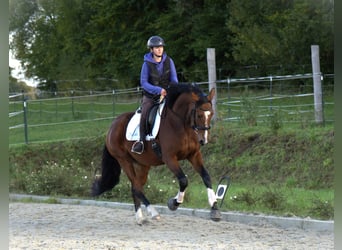 Oldenburg, Mare, 3 years, 16,2 hh, Brown