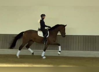 Oldenburg, Mare, 3 years, 16.2 hh, Brown