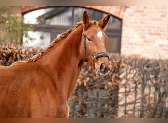 Oldenburg, Mare, 3 years, 16,2 hh, Chestnut-Red