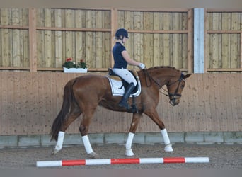 Oldenburg, Mare, 3 years, 16.2 hh, Chestnut-Red