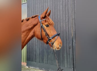 Oldenburg, Mare, 3 years, 16,2 hh, Chestnut-Red