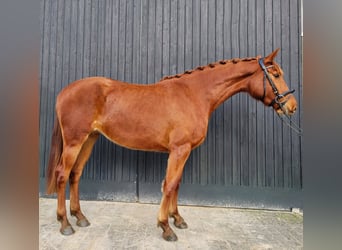 Oldenburg, Mare, 3 years, 16,2 hh, Chestnut-Red