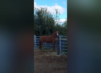 Oldenburg, Mare, 3 years, 16,2 hh, Chestnut-Red