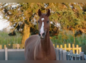 Oldenburg, Mare, 3 years, 16,2 hh, Chestnut-Red