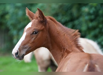 Oldenburg, Mare, 3 years, 16,2 hh, Chestnut-Red