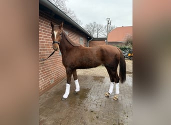 Oldenburg, Mare, 3 years, 16.2 hh, Chestnut-Red