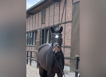 Oldenburg, Mare, 3 years, 16,2 hh, Smoky-Black