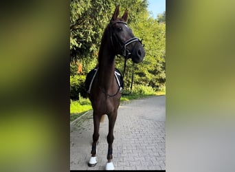 Oldenburg, Mare, 3 years, 16,3 hh, Chestnut-Red