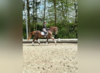 Oldenburg, Mare, 3 years, 16,3 hh, Chestnut-Red