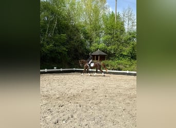 Oldenburg, Mare, 3 years, 16,3 hh, Chestnut-Red