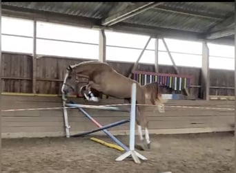 Oldenburg, Mare, 3 years, 16,3 hh, Chestnut-Red