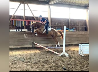 Oldenburg, Mare, 3 years, 16,3 hh, Chestnut-Red