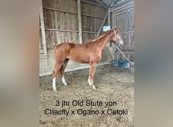 Oldenburg, Mare, 3 years, 16,3 hh, Chestnut-Red