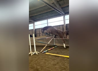 Oldenburg, Mare, 3 years, 16,3 hh, Chestnut-Red