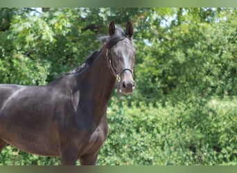 Oldenburg, Mare, 3 years, 16 hh, Bay-Dark