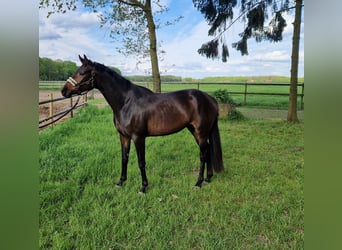 Oldenburg, Mare, 3 years, 16 hh, Bay-Dark