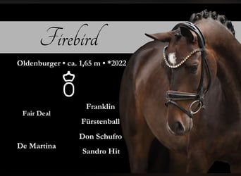 Oldenburg, Mare, 3 years, 16 hh, Bay-Dark