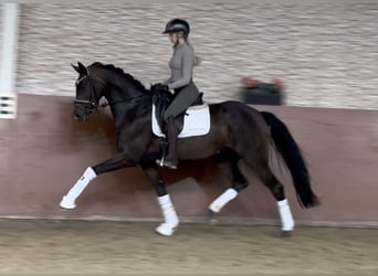 Oldenburg, Mare, 3 years, 16 hh, Bay-Dark