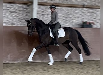 Oldenburg, Mare, 3 years, 16 hh, Bay-Dark