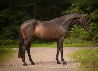 Oldenburg, Mare, 3 years, 16 hh, Bay-Dark