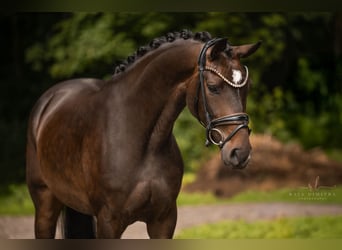 Oldenburg, Mare, 3 years, 16 hh, Bay-Dark