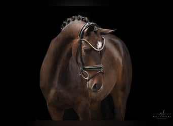 Oldenburg, Mare, 3 years, 16 hh, Bay-Dark