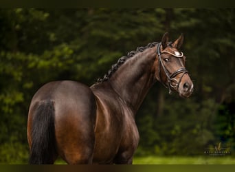 Oldenburg, Mare, 3 years, 16 hh, Bay-Dark