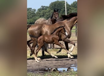 Oldenburg, Mare, 3 years, 16 hh, Bay-Dark