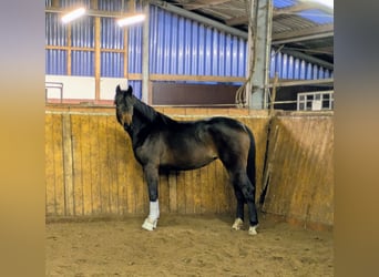 Oldenburg, Mare, 3 years, 16 hh, Bay-Dark