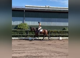 Oldenburg, Mare, 3 years, 16 hh, Bay-Dark