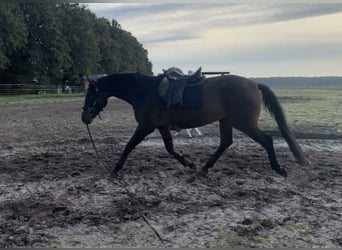 Oldenburg, Mare, 3 years, 16 hh, Bay-Dark