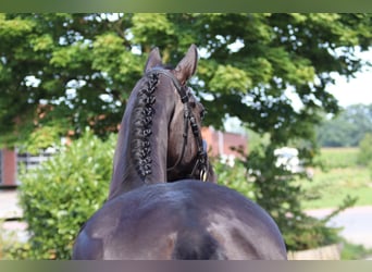 Oldenburg, Mare, 3 years, 16 hh, Black