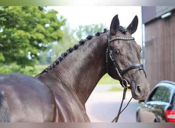 Oldenburg, Mare, 3 years, 16 hh, Black