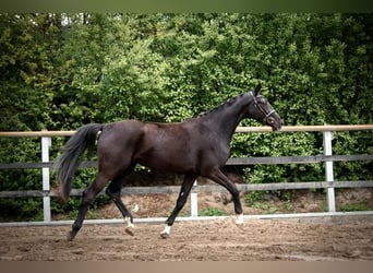 Oldenburg, Mare, 3 years, 16 hh, Black