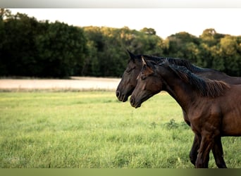 Oldenburg, Mare, 3 years, 16 hh, Black