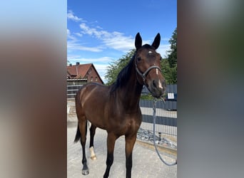 Oldenburg, Mare, 3 years, 16 hh, Brown